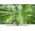 LG 75" UQ8100 4K UHD HDR Smart TV